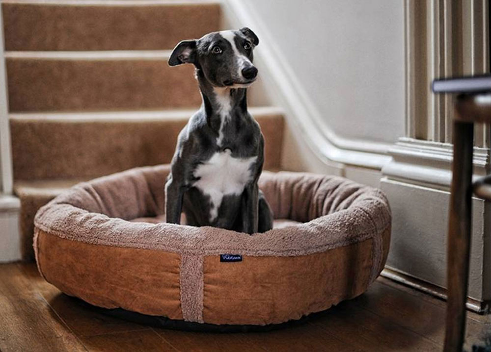 top-5-dog-beds-in-the-uk-cheap-dog-beds-for-sale-uk-delivered-by-post